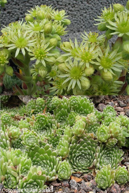 Sempervivum ciliosum, partamehitähti